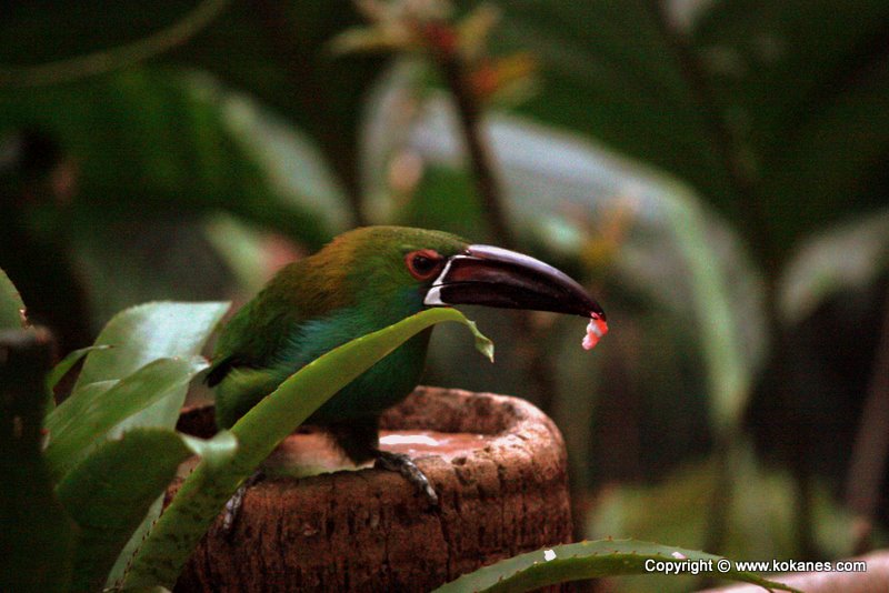 Emerald Toucanet